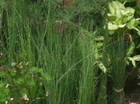 plants at flowers market