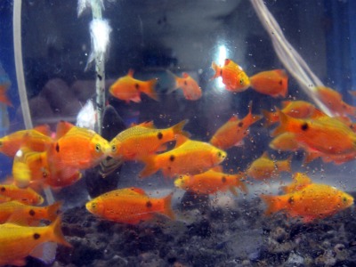 orange fish