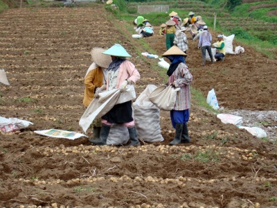 working on the potato garden in Cangar