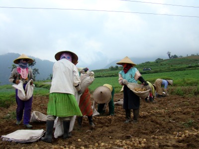 Picking potato in Cangar