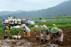 working on the potato garden in Cangar