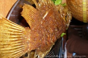 Fried gurami fish