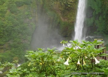 Trumpet flowers at coban Pelangi area