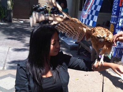 Bella and owl