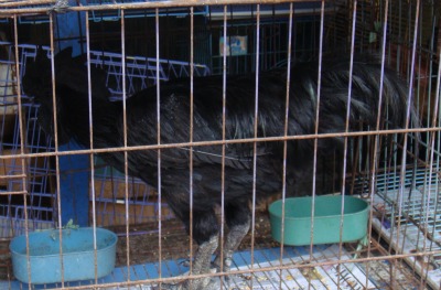 Black Rooster