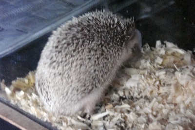 Hedgehog