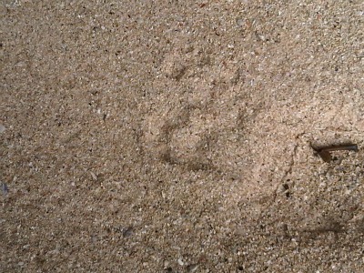 Tigers foot print at Pasir Panjang beach” title=