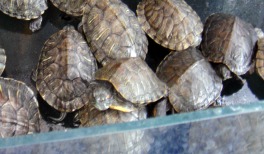 small turtles