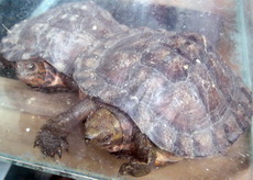 Turtles