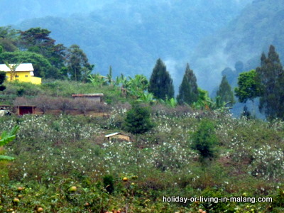 Apples garden in Poncokusumo Malang