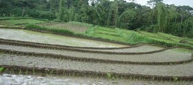 rice field in Malang